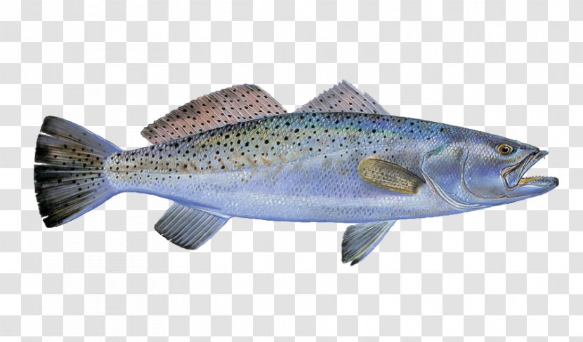Coho Salmon Trout Fish Products Cod Fishing - Speckled Transparent PNG