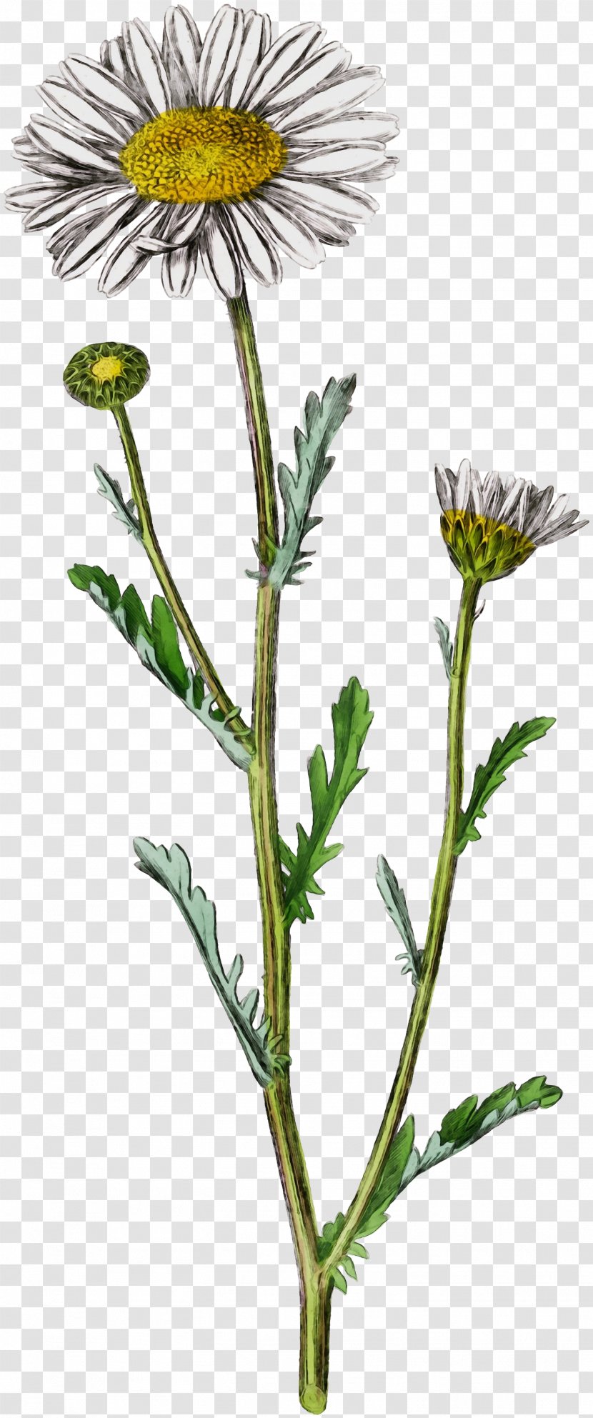 Oxeye Daisy Sow Thistles Dandelion Roman Chamomile Golden Samphire - Chamomiles - Family Transparent PNG