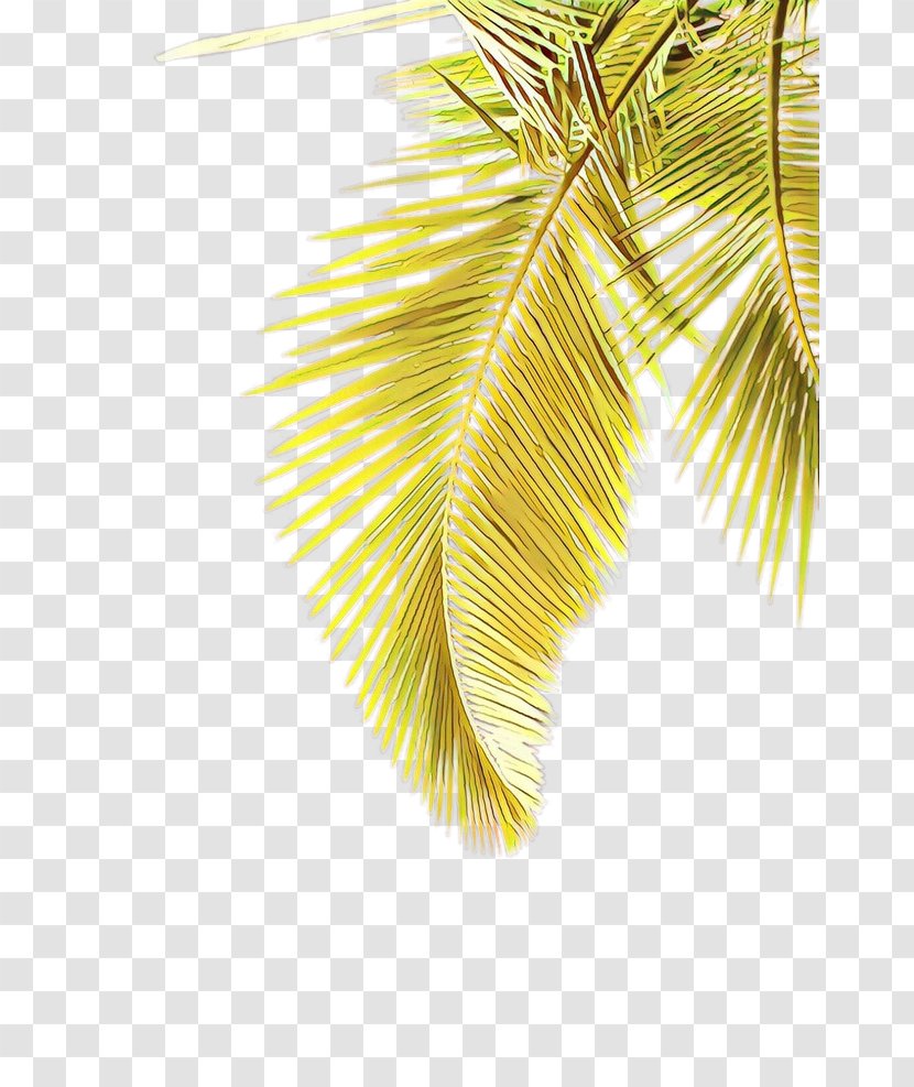 Palm Tree - Fashion Accessory - Feather Transparent PNG