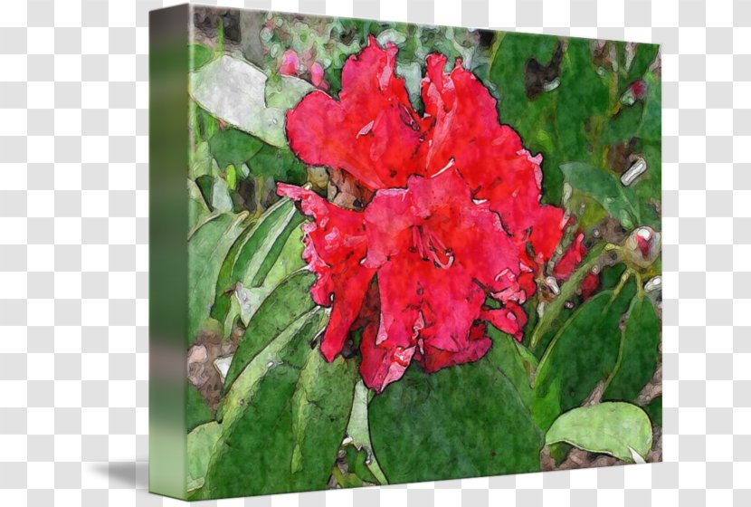 Azalea Canna Annual Plant Herbaceous - Rhododendron Transparent PNG