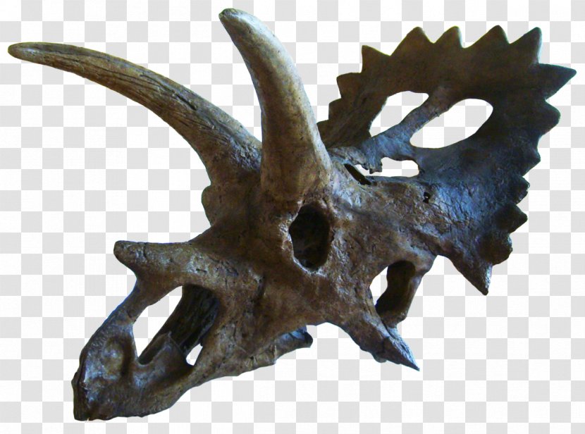 Anchiceratops Triceratops Late Cretaceous Chasmosaurus Arrhinoceratops - Ornithischia - Brow Transparent PNG