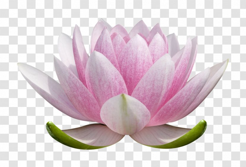 Nelumbo Nucifera Graphic Design Chakra Clip Art - Lotus Family - Chinese Flower Transparent PNG