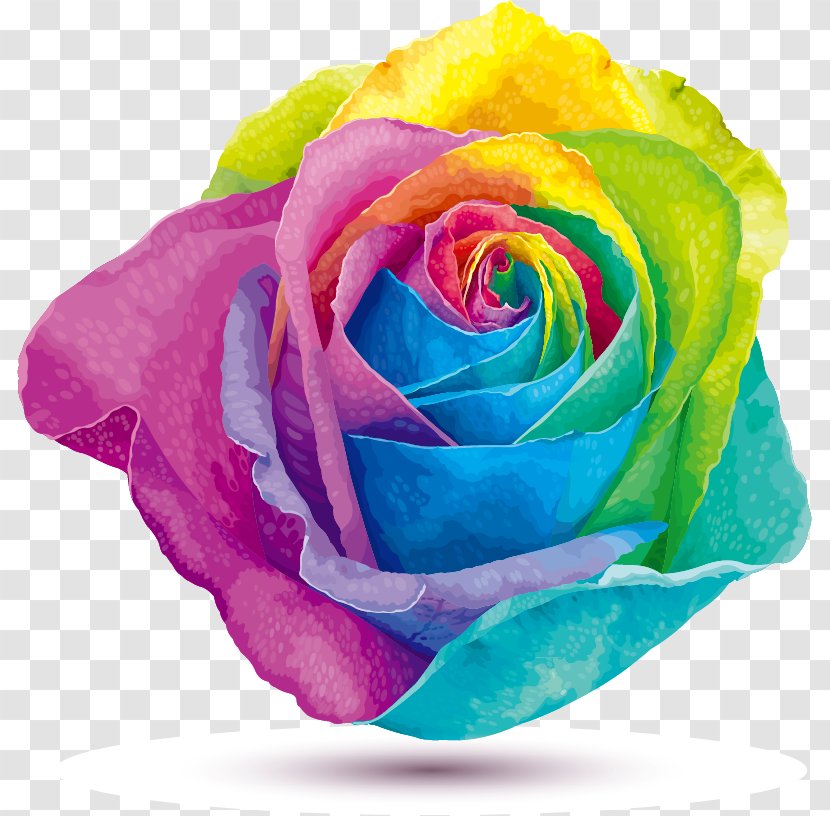Rainbow Rose Stock Photography Color - Rainbow-colored Roses Transparent PNG