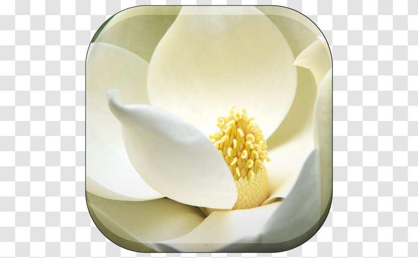 Southern Magnolia Seed Family Flower Follicle - Dishware Transparent PNG