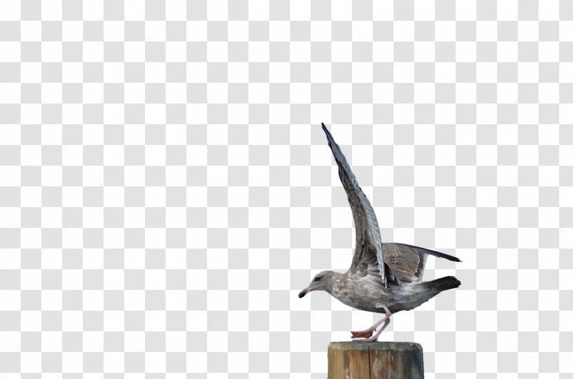 Gulls Bird DeviantArt - Seagull Transparent PNG