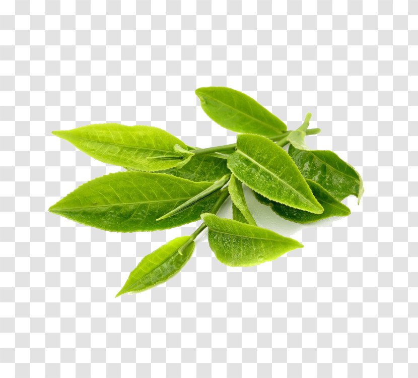 Green Tea Leaf Herb Extract - Plant - Transparent Transparent PNG