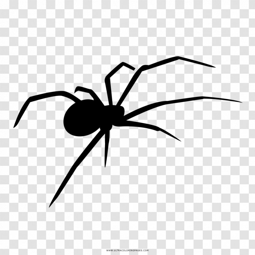 Widow Spiders Coloring Book Drawing Black And White - Exhibition - Spider Transparent PNG
