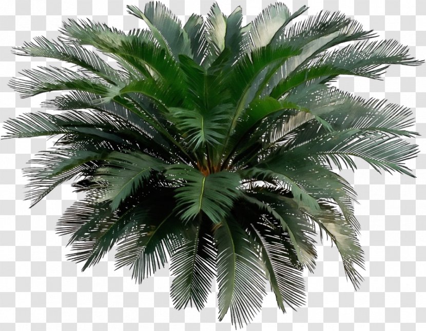 Palm Tree - Terrestrial Plant - Elaeis Woody Transparent PNG