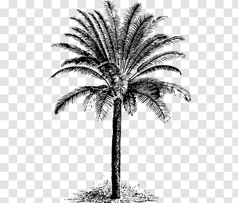 Arecaceae Cycad Tree Evergreen Clip Art - Arecales Transparent PNG