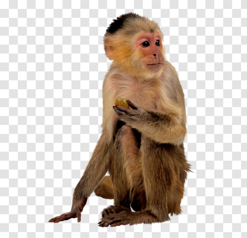 Ape Monkey - Free Pull Material Transparent PNG