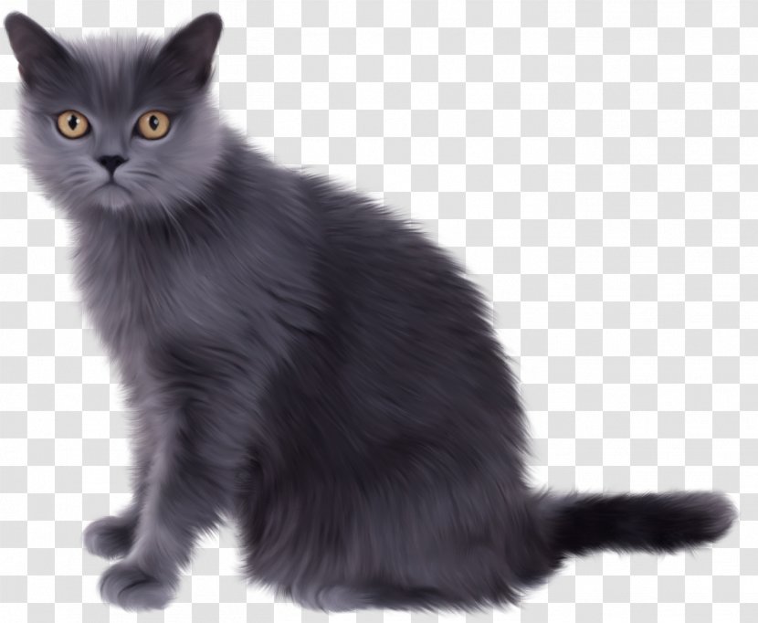 Norwegian Forest Cat Persian Kitten Clip Art - Asian Semi Longhair - Witch Transparent PNG