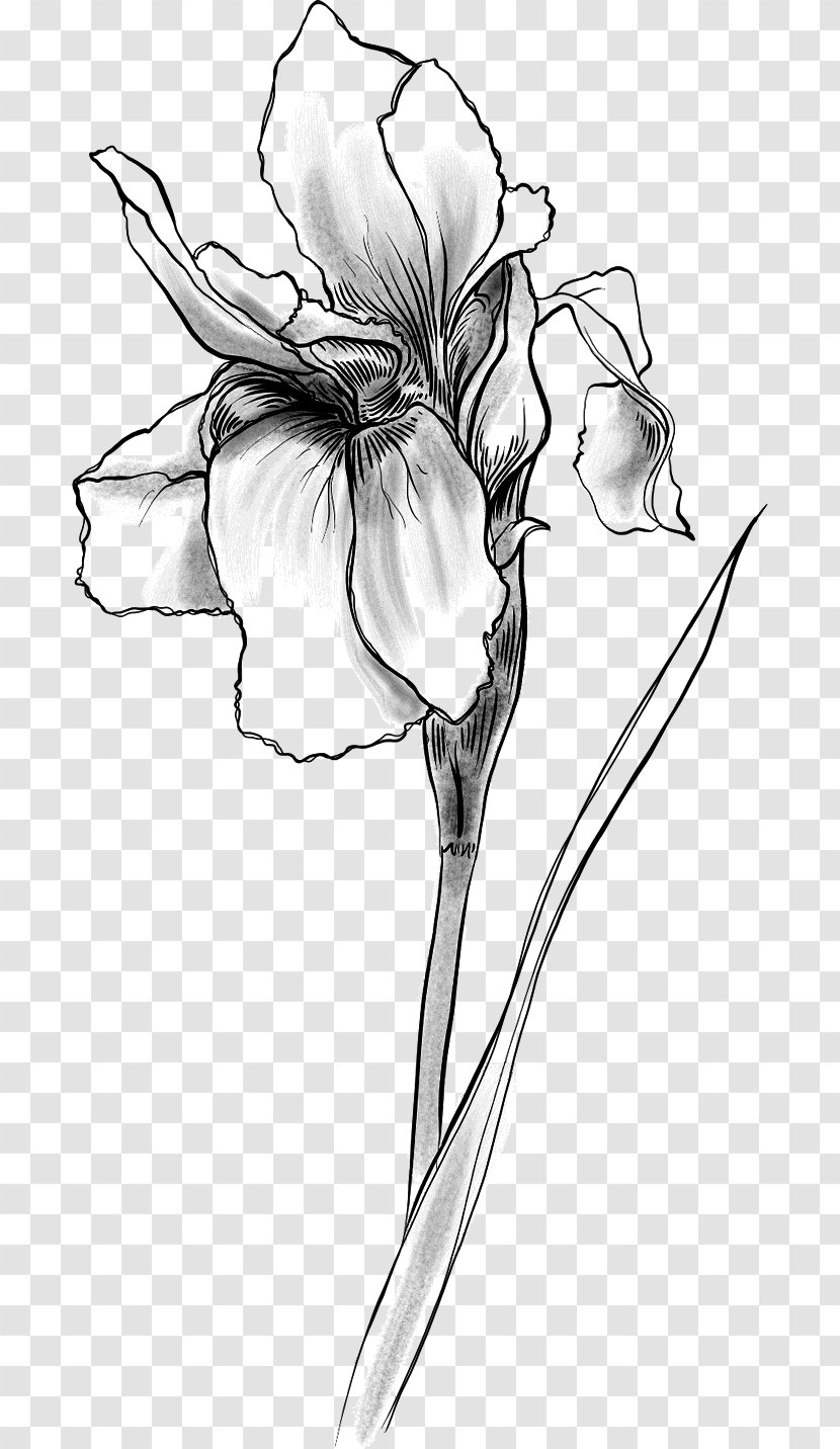 Cognac Sketch Flower Illustration Floral Design - Monochrome - Watercolor Iris Transparent PNG