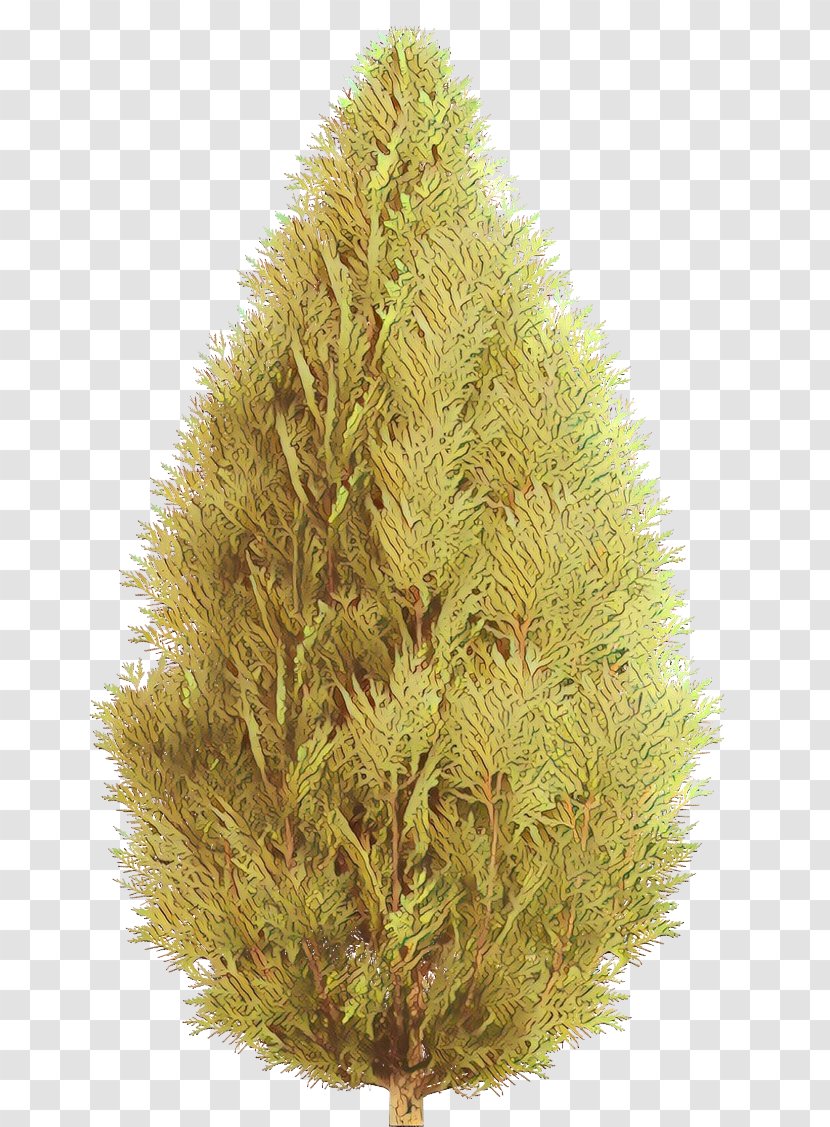 Spruce Fir Larch Christmas Tree Pine - American - Red Transparent PNG