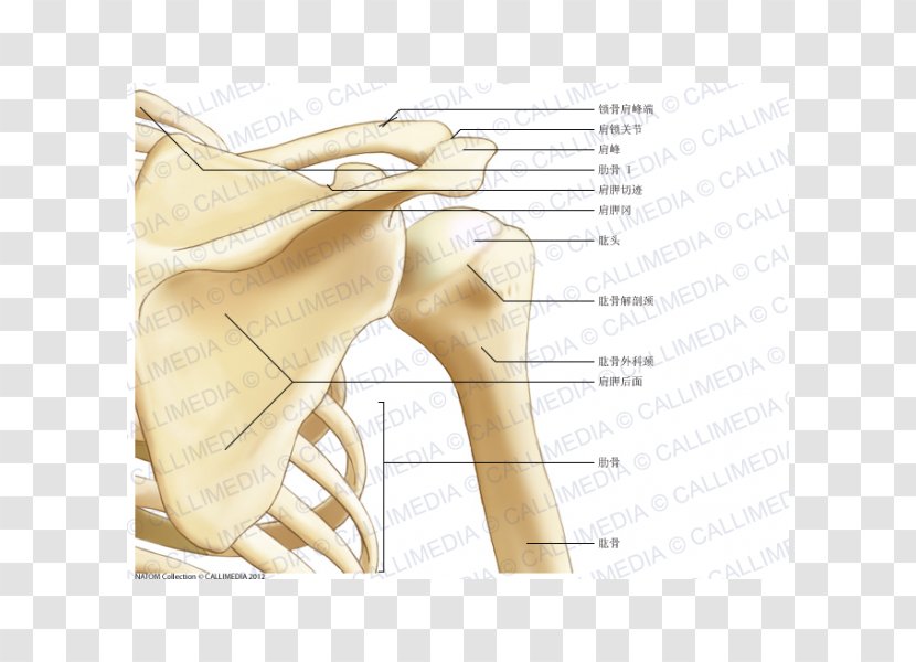 Thumb Shoulder Bone Scapula Anatomy - Tree - Arm Transparent PNG