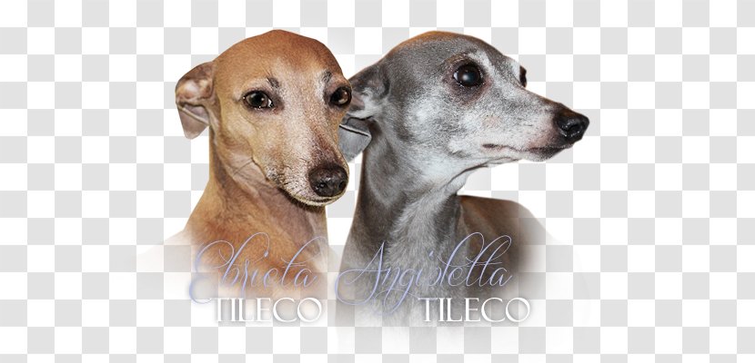 Lurcher Italian Greyhound Sloughi Spanish - Hound Transparent PNG