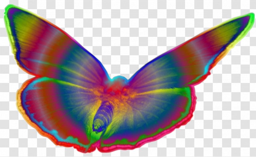 Butterflies And Moths Drawing Pop Art - Organism - Ling Transparent PNG