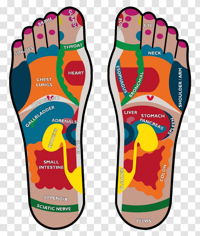Podalgia Reflexology Foot Human Body Health - Watercolor Transparent PNG