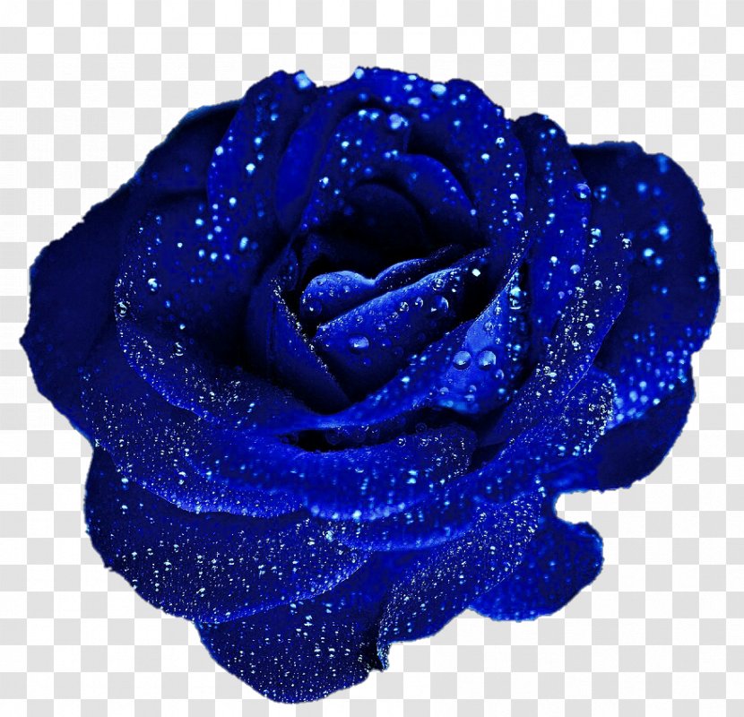 Blue Rose Flower Clip Art - Garden Roses - Cliparts Transparent PNG