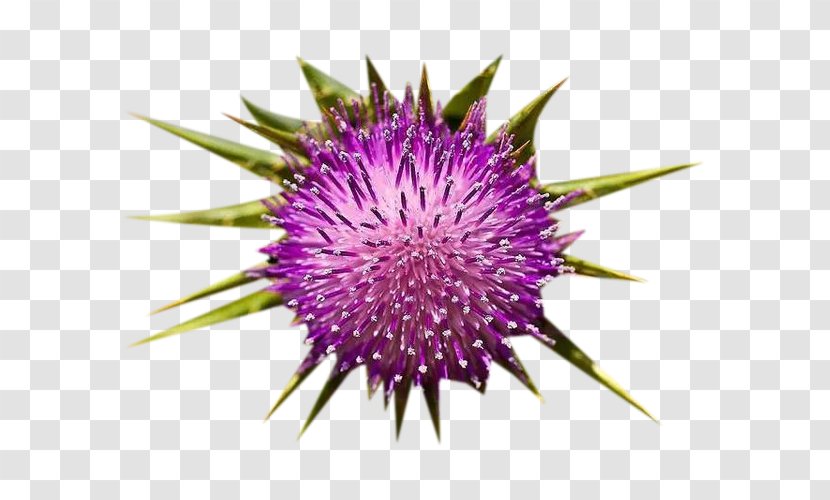 Milk Thistle Cardoon Silibinin - In Full Bloom Picture Material Transparent PNG