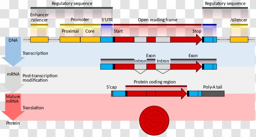 Gene Structure Messenger RNA Expression Coding Region Transcription - Technology - Regulate Transparent PNG