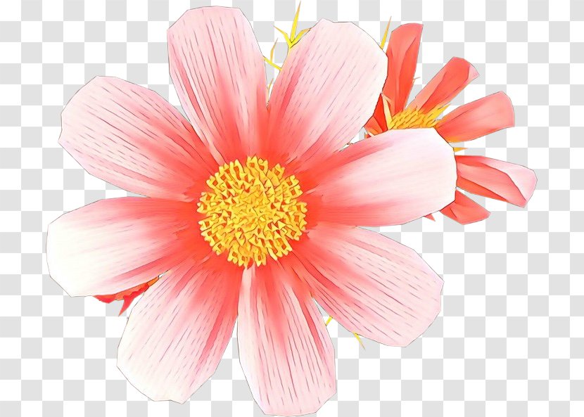 Flower Petal Barberton Daisy Pink Plant - Gazania Cut Flowers Transparent PNG