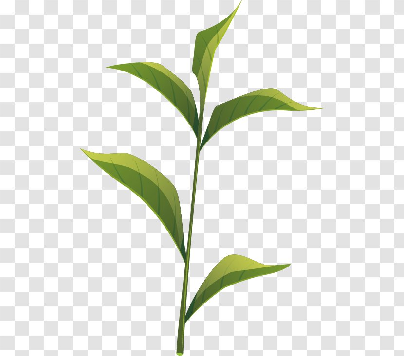 Tea Leaf Anxi County Oolong - Plant - Vector Transparent PNG