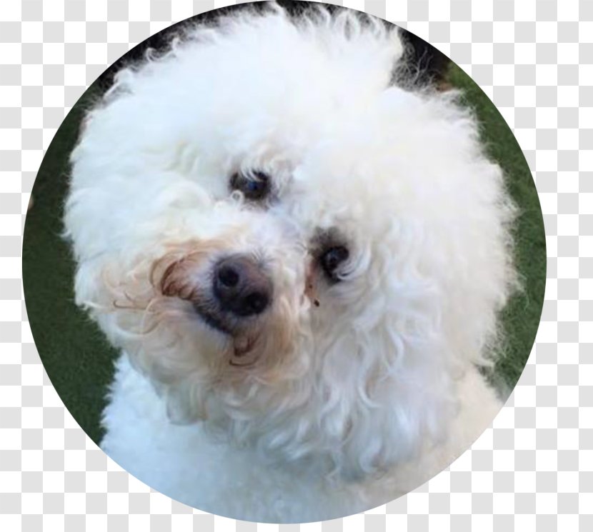 Bichon Frise Bolognese Dog Miniature Poodle Havanese Maltese - Toy - Puppy Transparent PNG