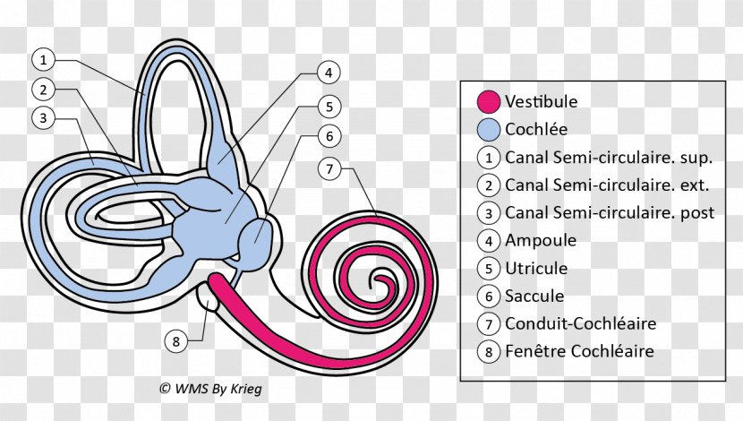 Vestibule Of The Ear Labyrinthe Membraneux Anatomy - Watercolor Transparent PNG
