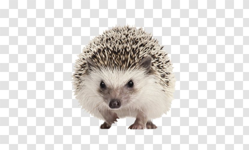 Four-toed Hedgehog North African Domesticated Clip Art - Scalable Vector Graphics - Cute Transparent PNG