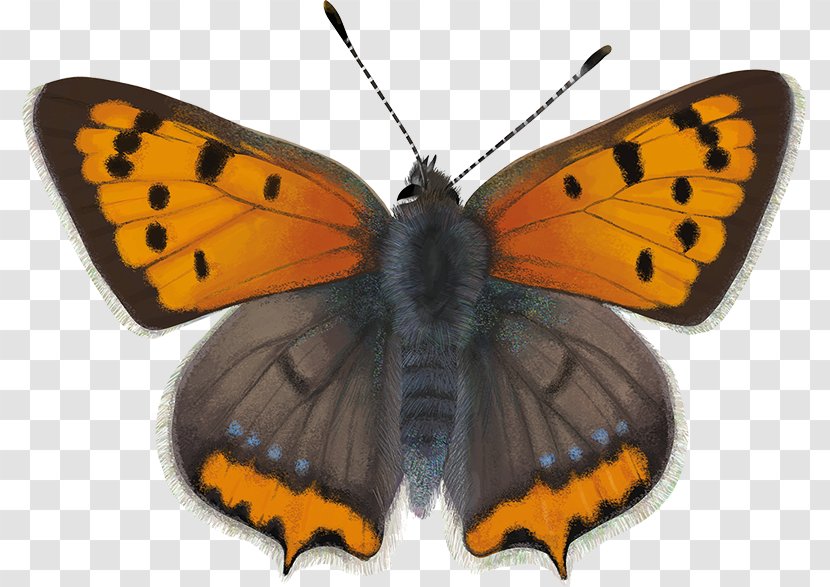 Gossamer-winged Butterflies Monarch Butterfly Small Copper Large - Moth - Achillea Millefolium Transparent PNG