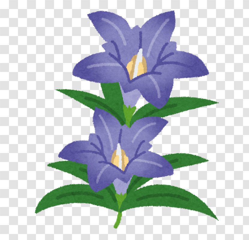 Gentiana Scabra Flower Japan Purple Mon - Color - Yz Transparent PNG