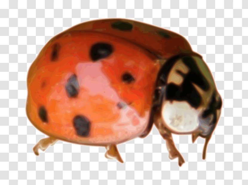 Beetle Ladybird Coccinella Clip Art Transparent PNG