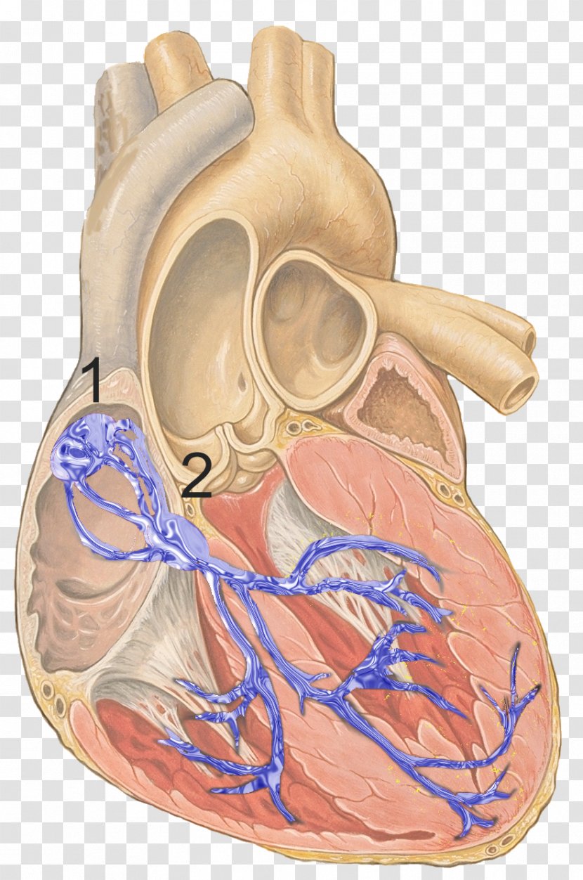 Electrical Conduction System Of The Heart Sinoatrial Node Cardiac Muscle Bundle His - Tree - Structure Transparent PNG