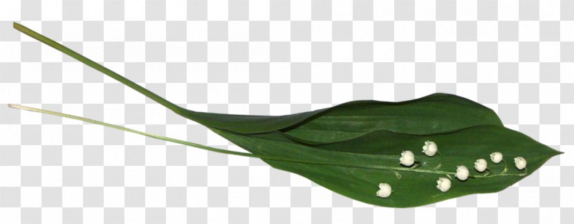 Lily Of The Valley Author Photography LiveInternet Yandex Transparent PNG