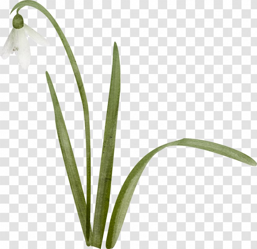 Snowdrop Цветы Lily Of The Valley Landishi Clip Art - Birthday Transparent PNG
