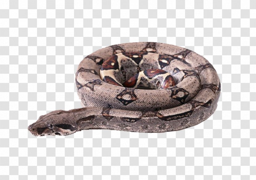 Snake Boa Constrictor Vipers Clip Art - Snakebite - Plate With Transparent PNG