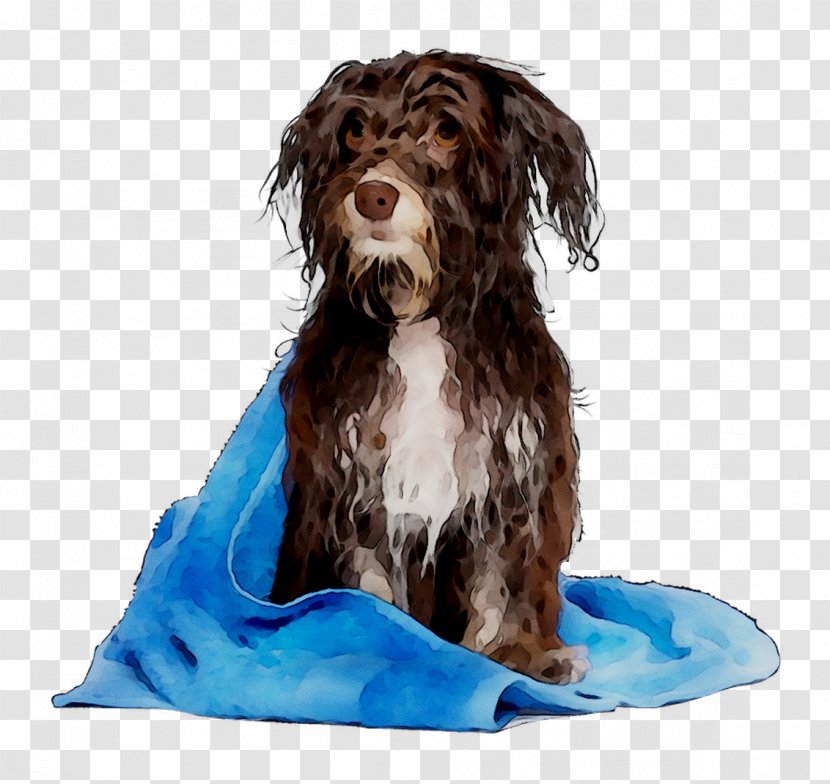 Cockapoo Boykin Spaniel Spanish Water Dog Schnoodle Breed - Havanese - Cocker Transparent PNG