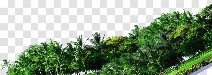 Tree Forest Green Photography Coconut - Synthetic Resort Transparent PNG