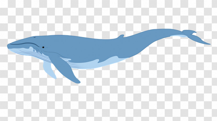 Rough-toothed Dolphin Wholphin Cetaceans Dolphin Whales Transparent PNG