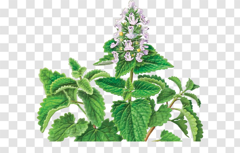 Catnip Mentha Requienii Herbal Tea - Subshrub - Plants Transparent PNG