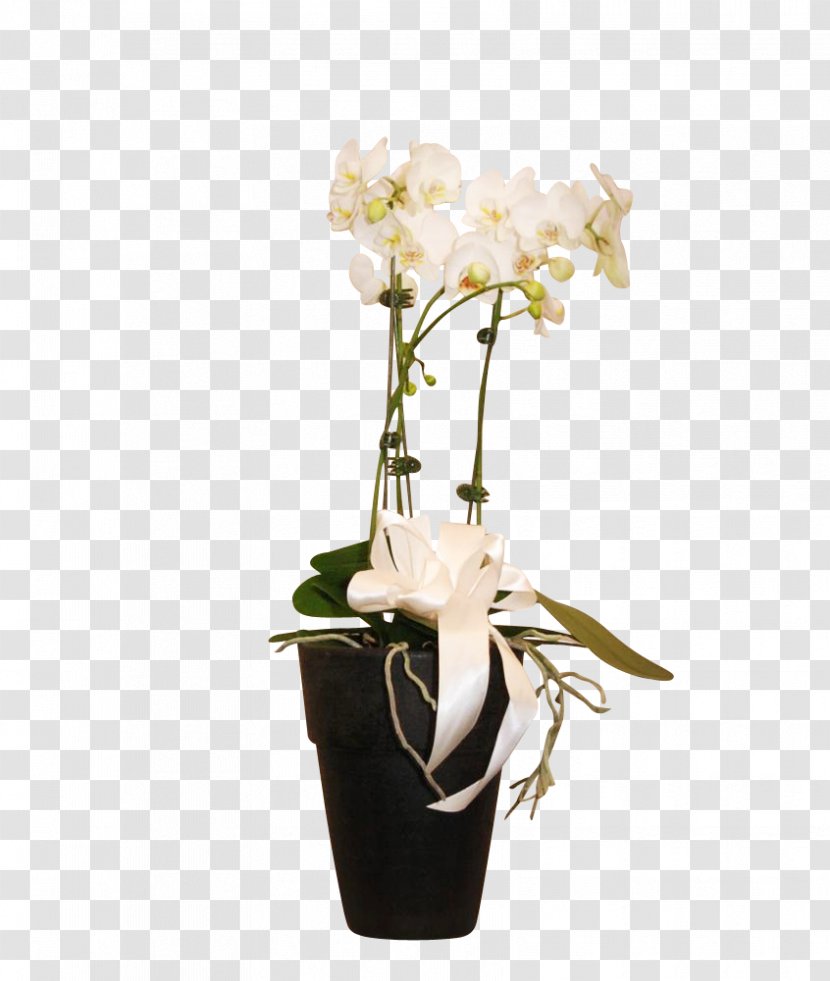 Moth Orchids Floral Design Cut Flowers Vase - Flower - Decorative Orchid Transparent PNG