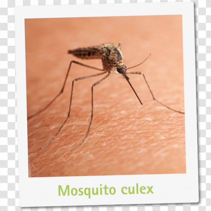 Mosquito Control Zika Virus Insect Malaria - Invertebrate Transparent PNG