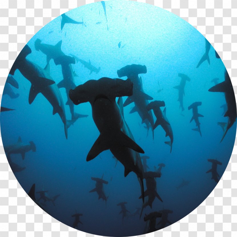 Shark Scuba Diving Wall Decal Liveaboard Great Hammerhead - Travel Transparent PNG