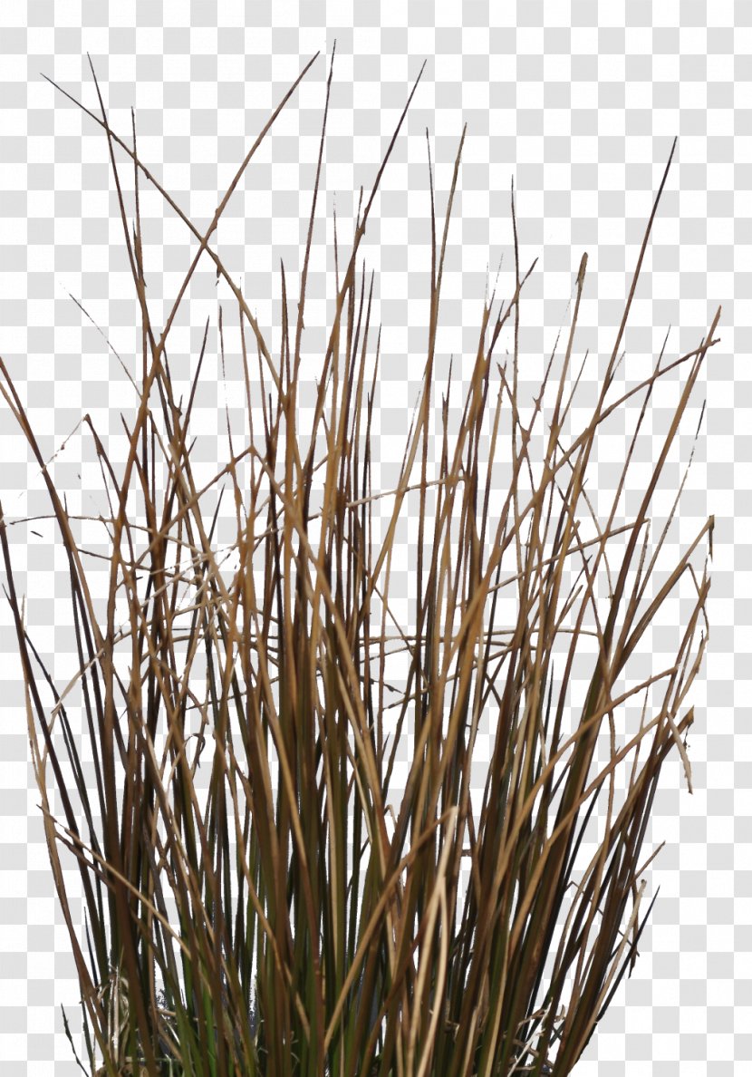 Twig Grasses Plant Stem Commodity Family - Grass Transparent PNG