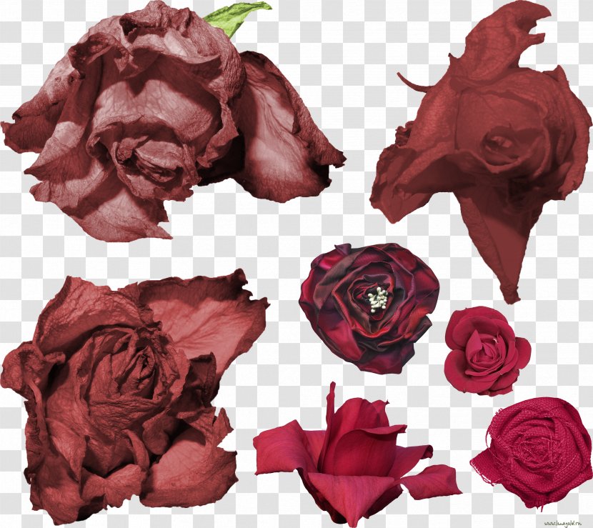Garden Roses IFolder DepositFiles Cut Flowers - Flowering Plant - Rose Transparent PNG