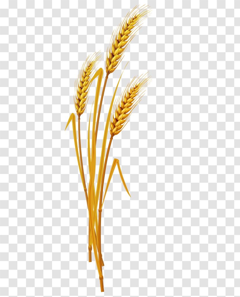 Emmer Einkorn Wheat Golden Rice Cereal - Grass Transparent PNG