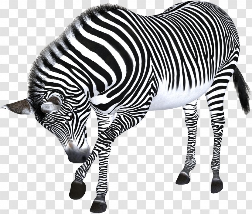 Zebra Computer File - Mammal Transparent PNG