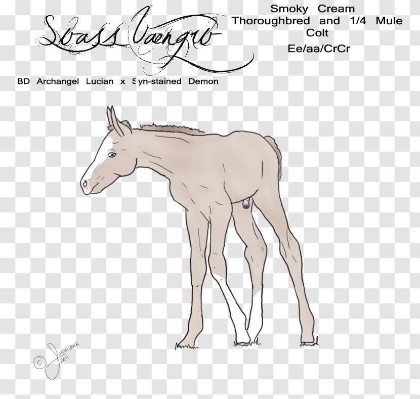 Mule Foal Stallion Pony Mustang - Livestock Transparent PNG