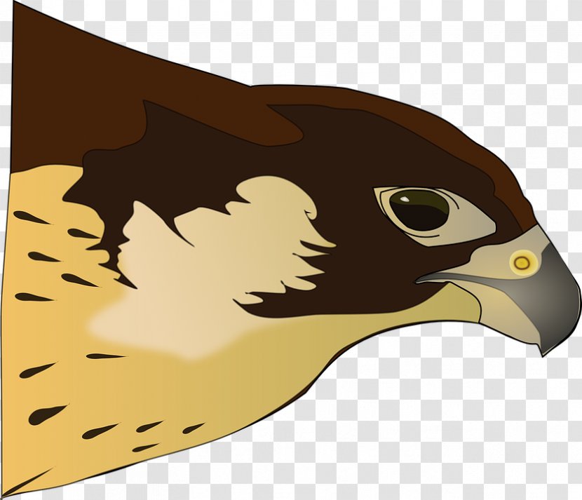 Bird Of Prey Hawk Clip Art - Osprey Skeleton Cliparts Transparent PNG