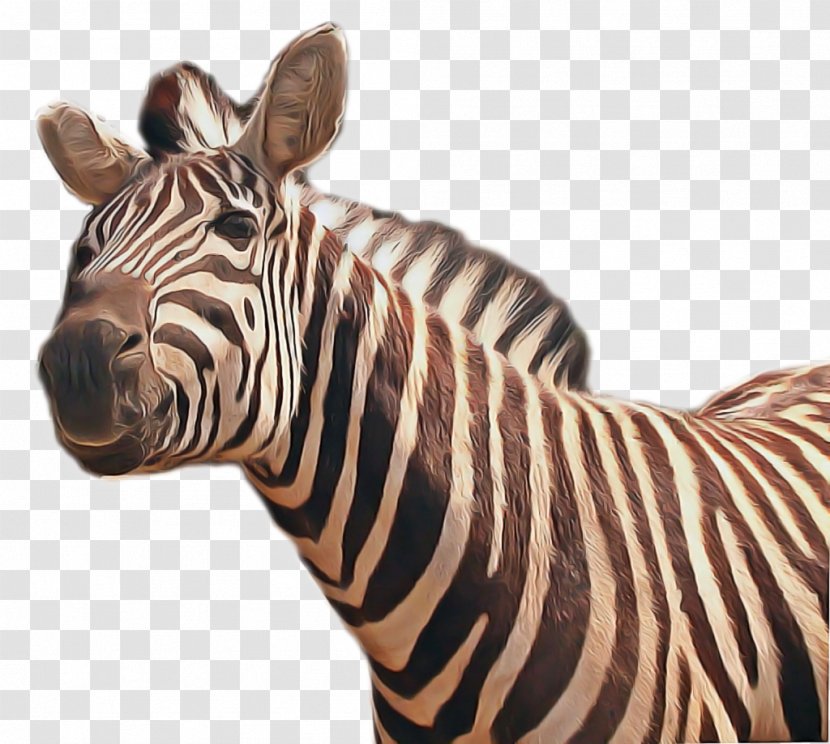 Zebra Cartoon - Animal - Wildlife Figure Transparent PNG